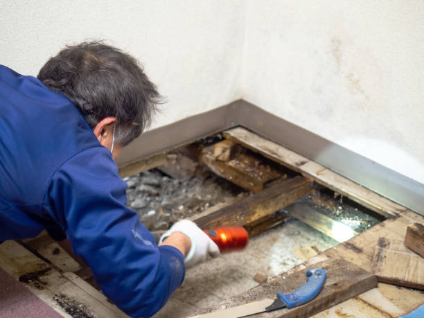 Best Professional Mold Removal  in Mocksville, NC