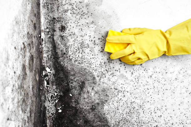 Best Mold Testing  in Mocksville, NC