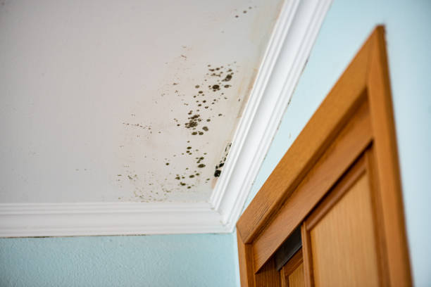 Best Home Mold Removal  in Mocksville, NC