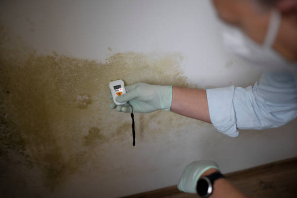 Reliable Mocksville, NC Mold Removal Solutions