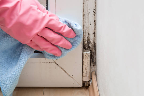 Best Home Mold Removal  in Mocksville, NC