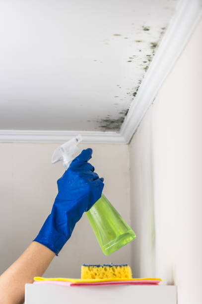 Best Emergency Mold Removal  in Mocksville, NC